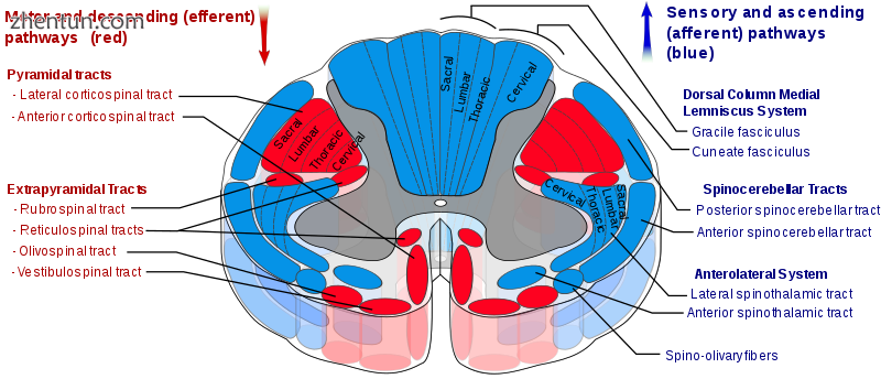 The thalamus is connected to the spinal cord via the spinothalamic tract..png