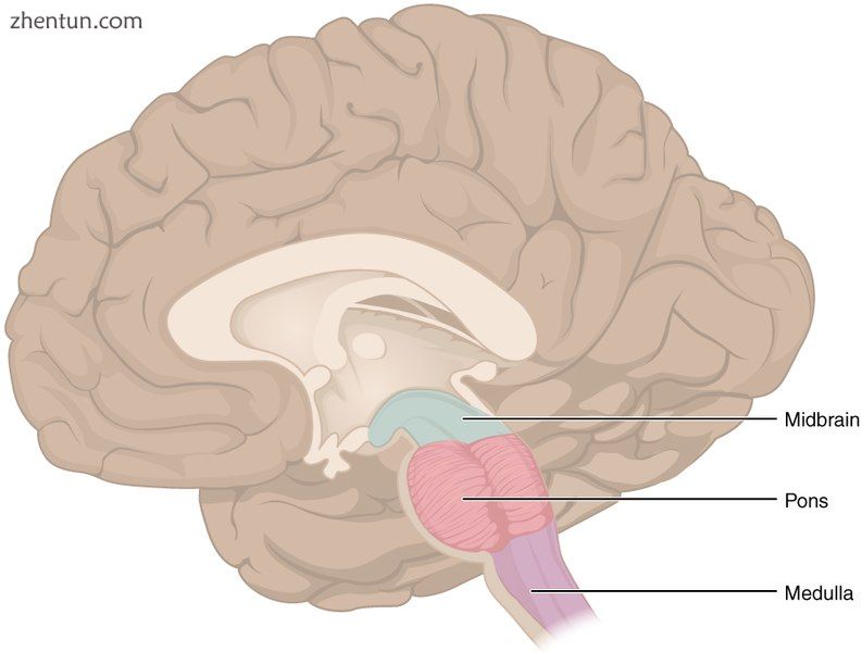 The three distinct parts of the brainstem are colored in this sagittal section o.jpg
