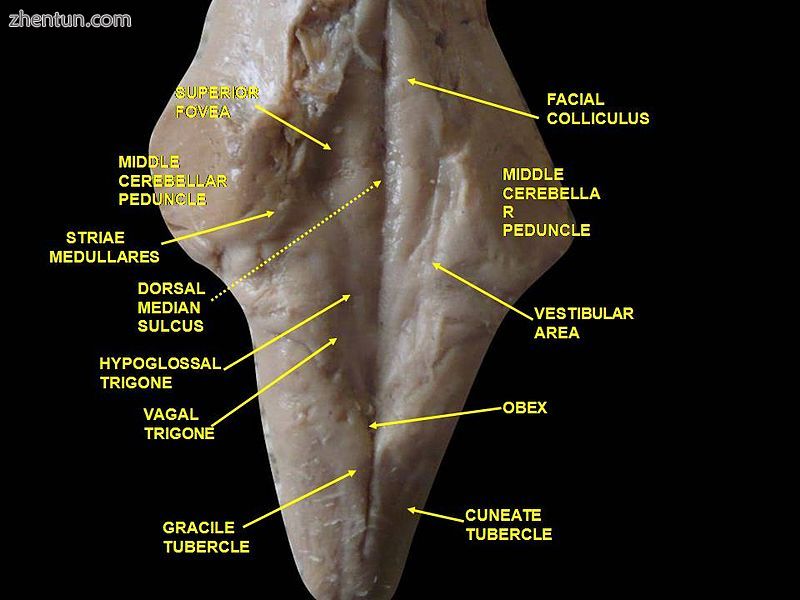 The appearance of a cadaveric brainstem from behind, with major parts labelled..JPG