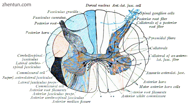 Projections of the spinal cord into the nerves (red motor, blue sensory)..png
