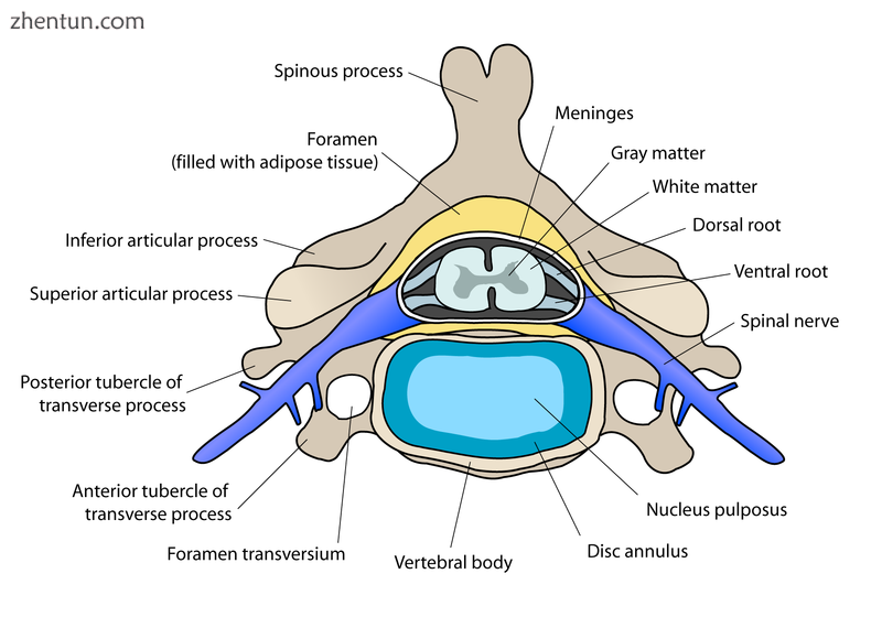 Cervical vertebra.png