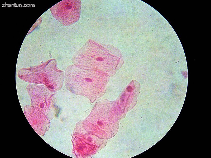 Human cheek cells (Nonkeratinized stratified squamous epithelium) 500x.jpg