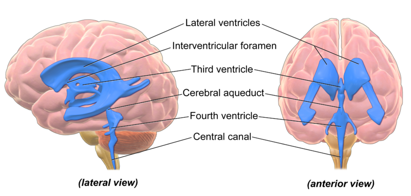 3D rendering of ventricles (lateral and anterior views)..png