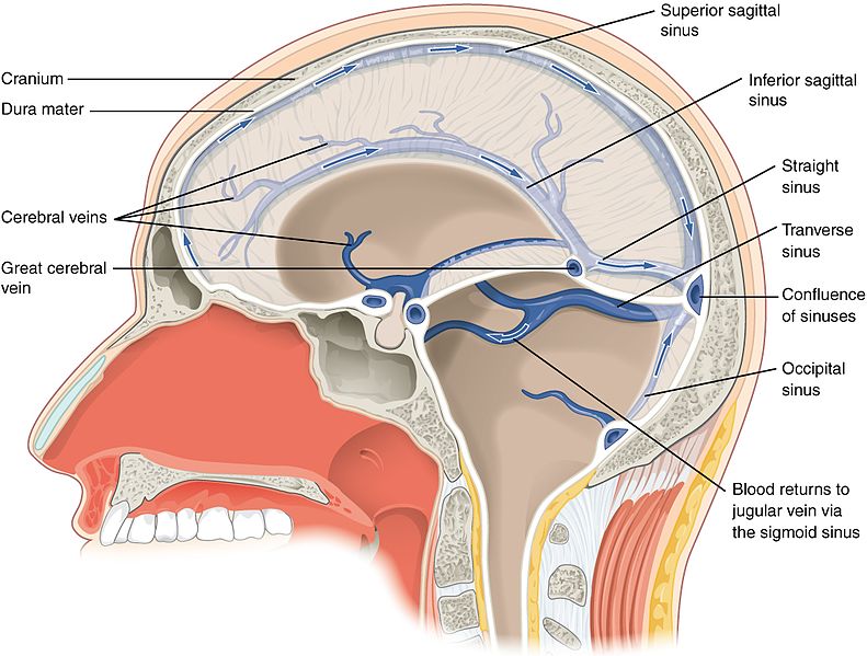 A schematic illustration of the venous sinuses surrounding the brain..jpg