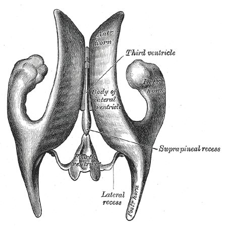 Drawing of a cast of the ventricular cavities, viewed from above..png