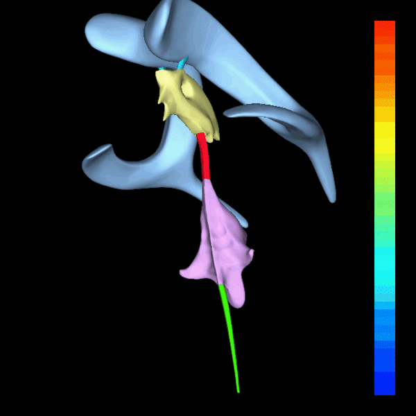 Rotating 3D rendering of the four ventricles and connections..gif