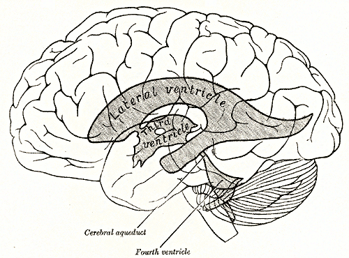 Scheme showing relations of the ventricles to the surface of the brain..png