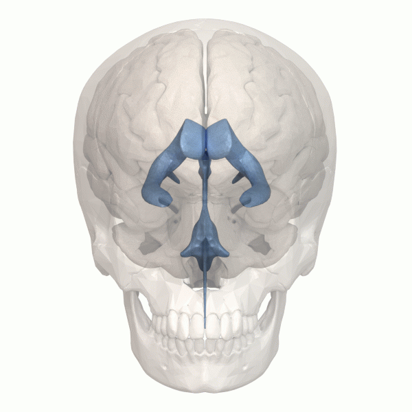 Size and location of the ventricular system in the human head..gif
