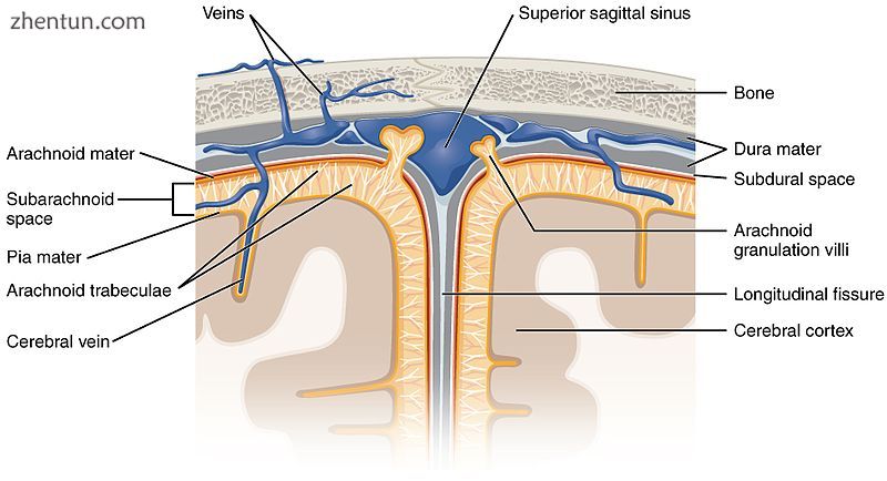 The cerebrospinal fluid passes out through arachnoid villi into the venous sinus.jpg
