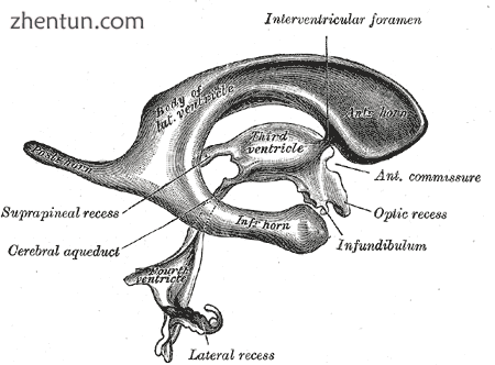 View of ventricles..png