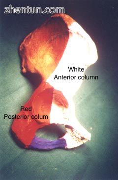 White Anterior column, Red Posterior column.jpg