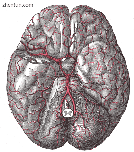 The arteries of the base of the brain..png