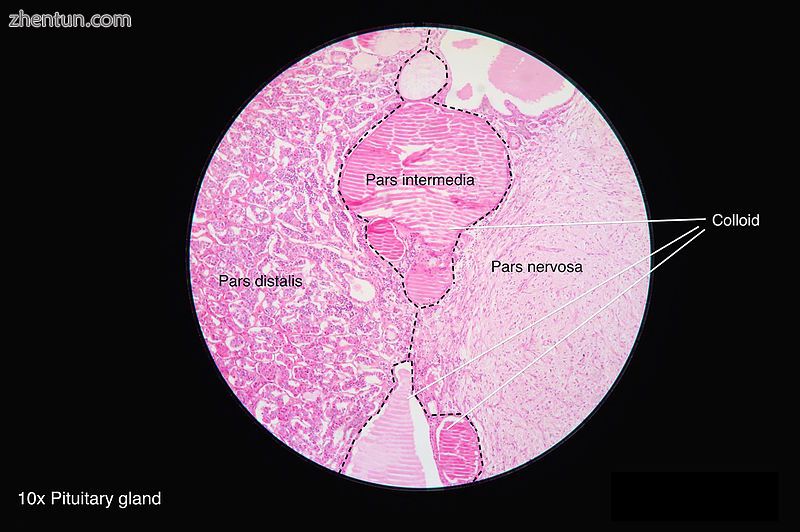 Histology of pituitary gland.jpg