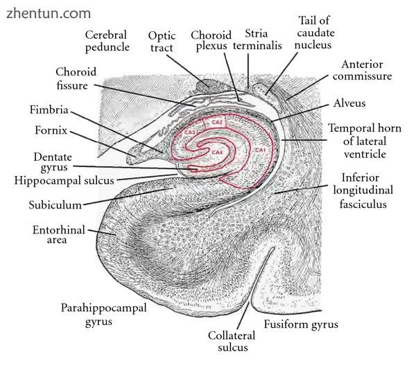 Location and basic anatomy of the hippocampus, as a coronal section.jpg