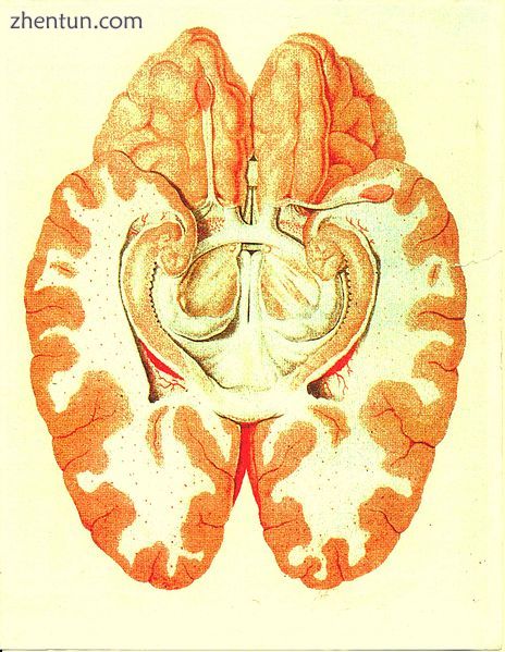 Cross section of the human brain showing parts of the limbic system from below..jpg