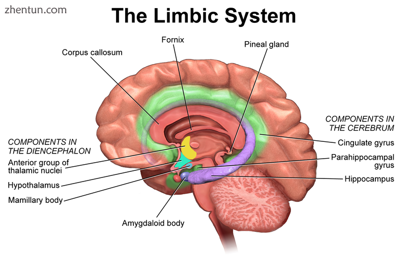 Anatomical components of the limbic system.png