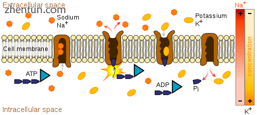 The sodium-potassium pump uses energy derived from ATP to exchange sodium for po.png
