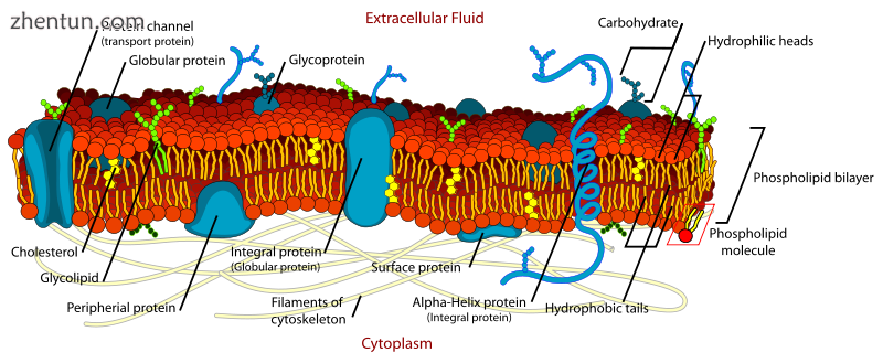 The cell membrane, also called the plasma membran.png