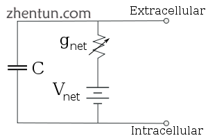 Reduced circuit obtained by combining the ion-specific pathways using the Goldma.png