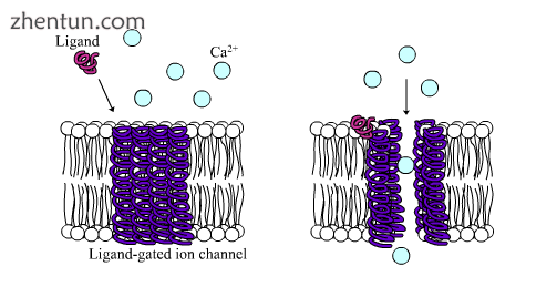 Ligand-gated calcium channel in closed and open states.png