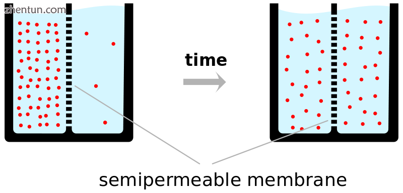 Ions (pink circles) will flow across a membrane from the higher.png