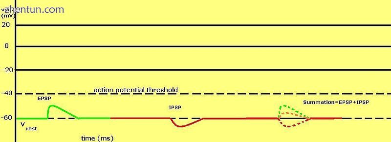 Graph displaying an EPSP, an IPSP, and the summation of an EPSP and an IPSP.JPG