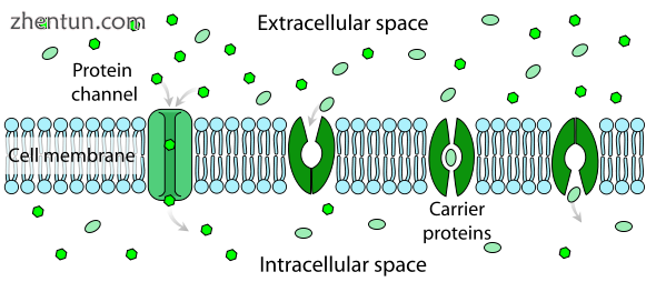 Facilitated diffusion in cell membranes, showing ion channels and carrier proteins.png