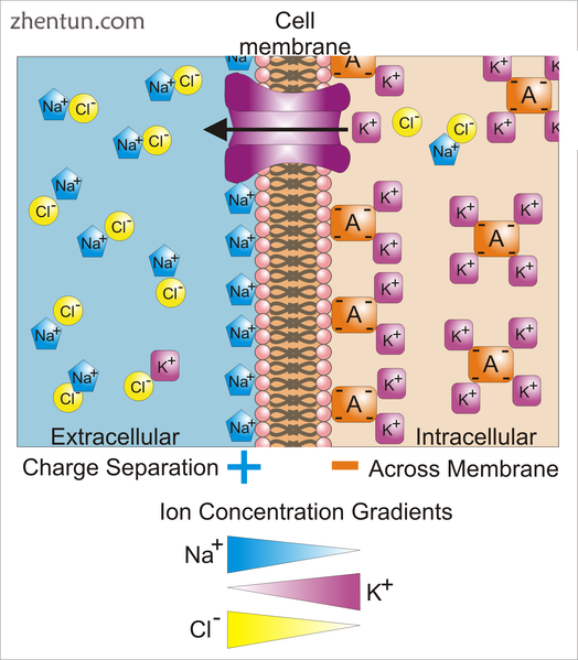 Differences in the concentrations of ions on opposite sides of a cellular membra.png