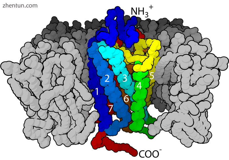 The seven-transmembrane α-helix structure of a G-protein-coupled receptor.png