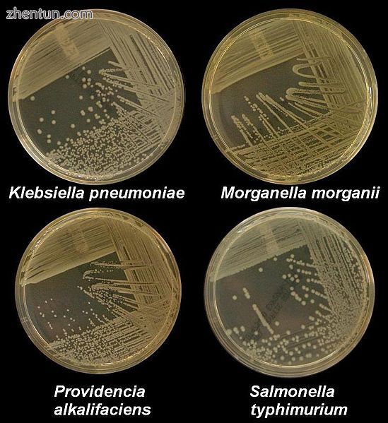 Four nutrient agar plates growing colonies of common Gram negative bacteria..JPG