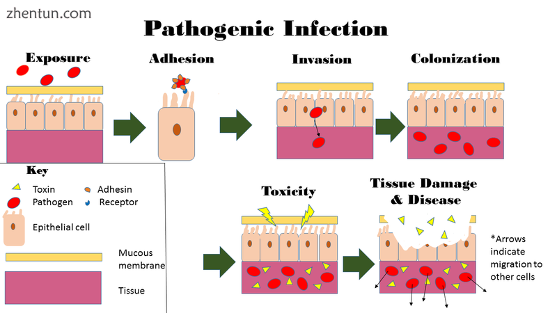 [17][18][19] This image depicts the steps of pathogenic infection..png