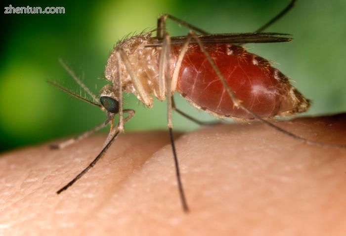 A southern house mosquito (Culex quinquefasciatus) is a vector that transmits th.jpg
