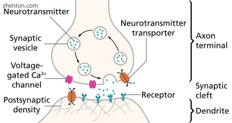 The presynaptic neuron (top) releases a neurotransmitter, which activates recept.png