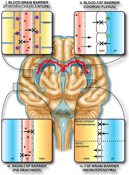Blood and CSF brain barriers.jpg