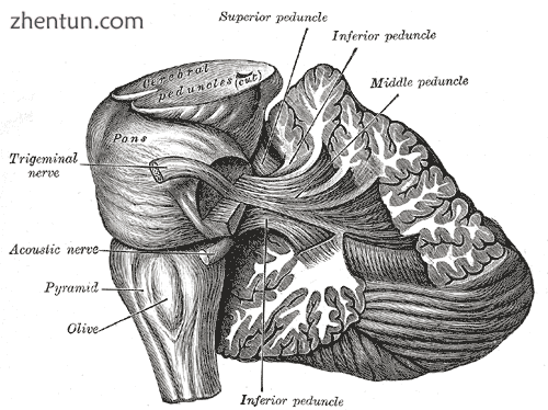 Dissection showing the projection fibers of the cerebellum..png