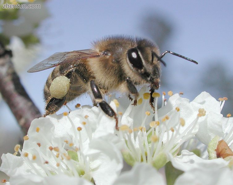 Pollinating insects are co-adapted with flowering plants..jpg
