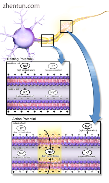 Action potential propagation along an axon.png