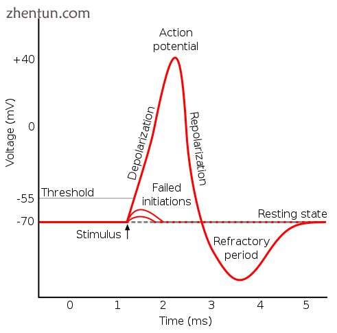 Approximate plot of a typical action potential shows its var.png