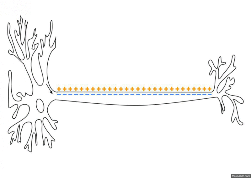 As an action potential (nerve impulse) travels down an axon there is a change in.gif