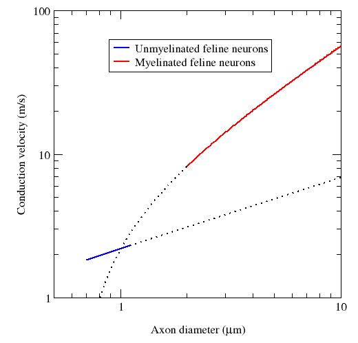 Comparison of the conduction velocities of myelinated and unmyelinated axons in .png