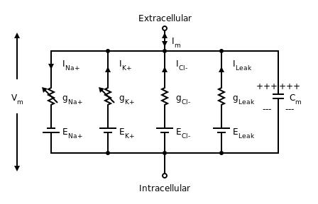 Equivalent electrical circuit for the Hodgkin–Huxl.png