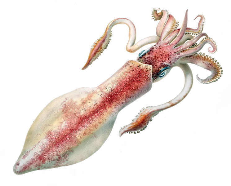 Giant axons of the longfin inshore squid (Doryteuthis pealeii) were crucial for .jpg