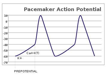 In pacemaker potentials, the cell spontaneously depolarizes (straight line with .png