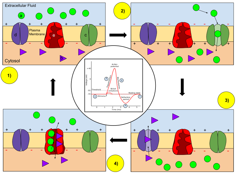 Ion movement during an action potential..png