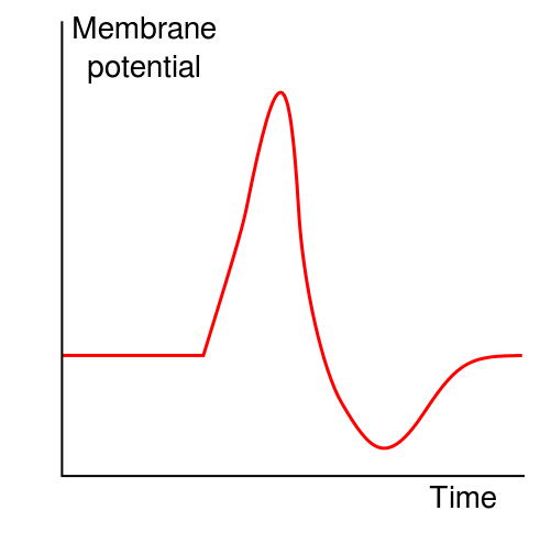 Shape of a typical action potential. The membrane potential remains near a basel.png