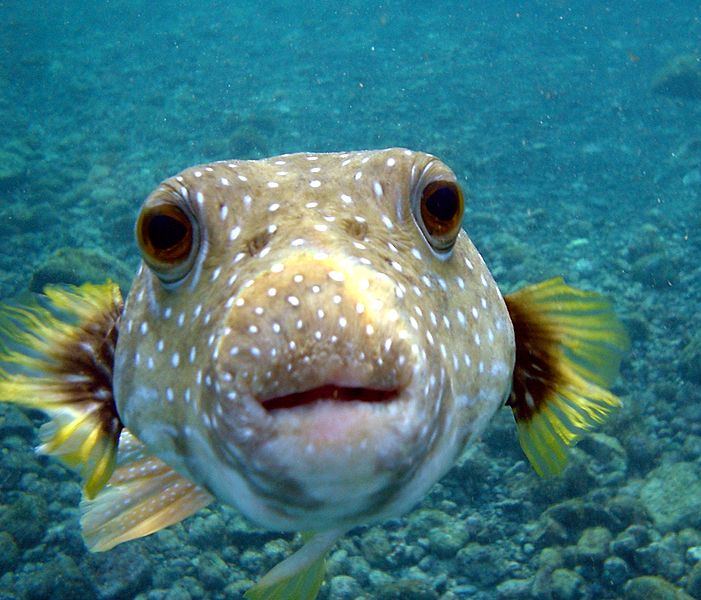 Tetrodotoxin is a lethal toxin found in pufferfish that inhibits the voltage-sen.jpg