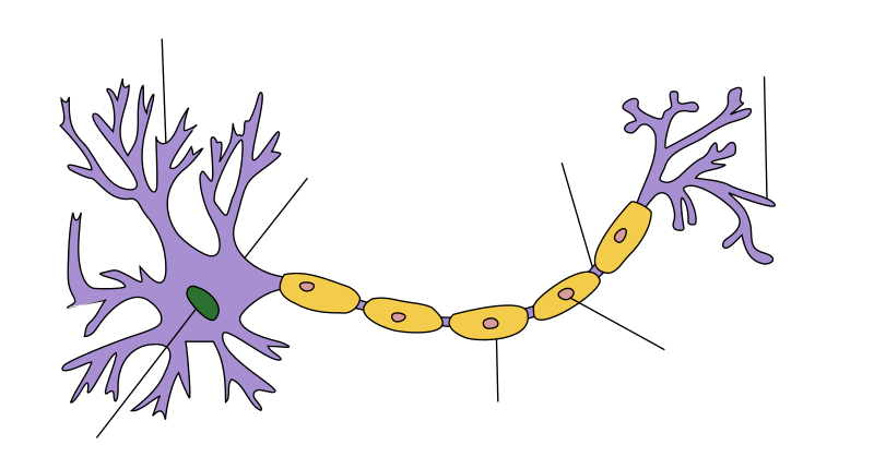 Structure of a typical neuron.png