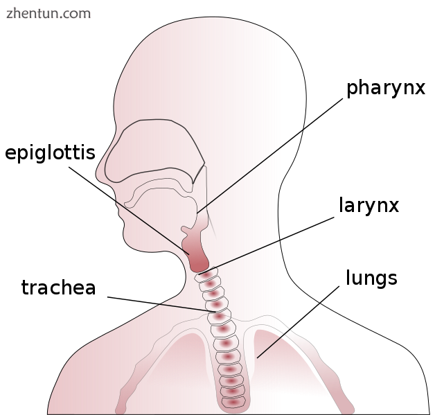 The human throat..png