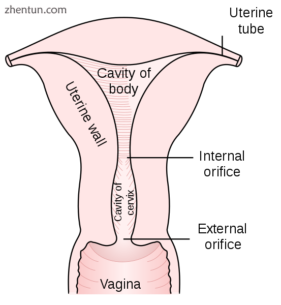 Diagram of the uterus and part of the vagina.png