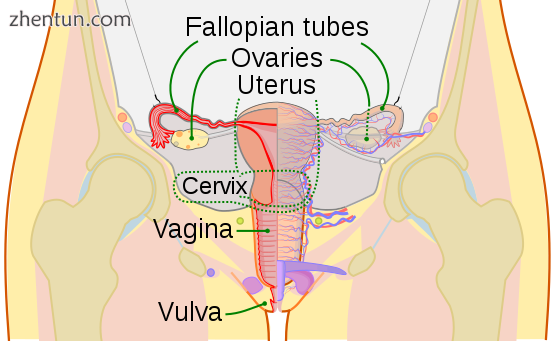 The human female reproductive system. The cervix is the lower narrower portion o.png